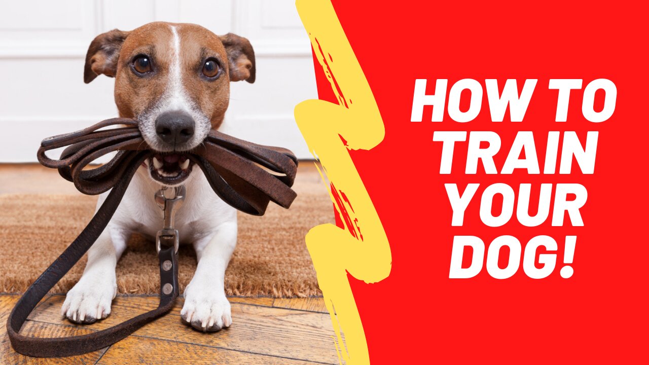 Dog training system | how to train your dog and puppy | brain training 4 dogs