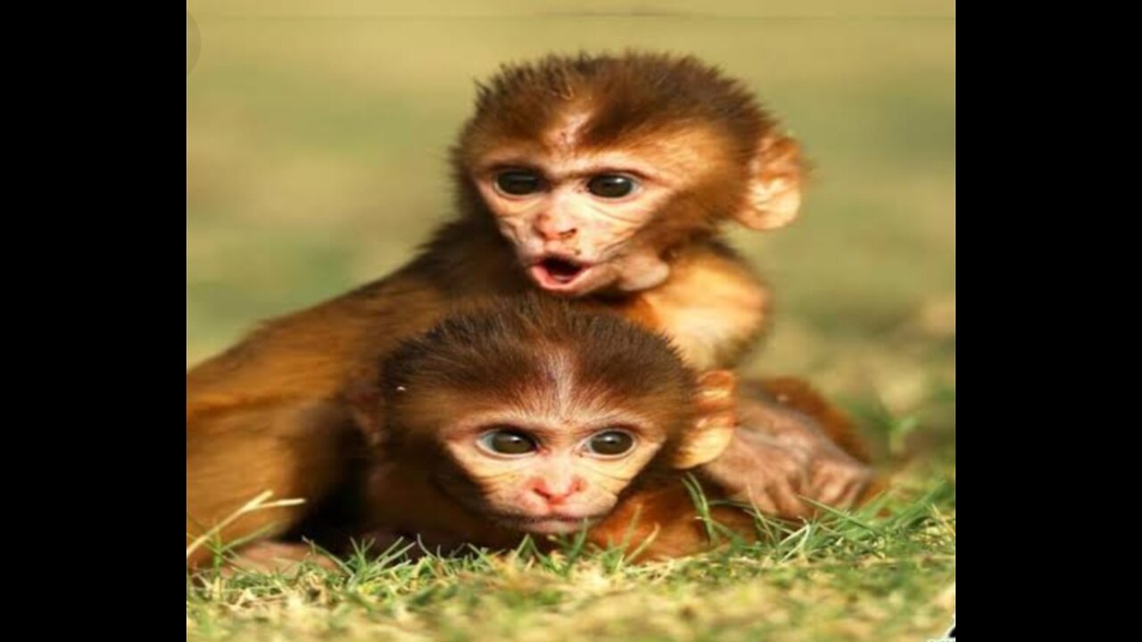 Khoobsurat monkey playing karta Hua