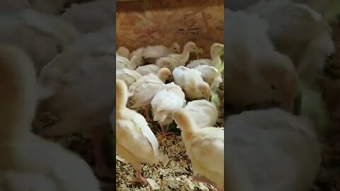 #turkeys #babyturkey #farmanimals #cuteanimals #babyanimals #homesteading #farmlife #homesteadlife