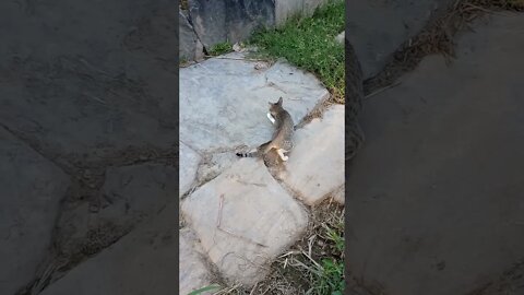 Cute cats playtime 😍🐱#shorts