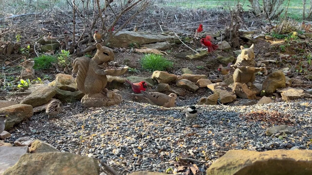 Birds for Cats CatTV 34