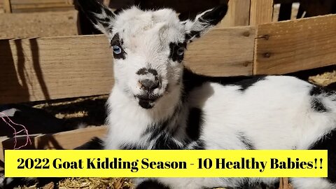 2022 Goat Kidding Season - 10 Healthy Babies!!