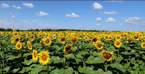 西方文明社會唔理烏東人民被屠殺8年，天祐普京：下集 (上集請到YT觀聽)