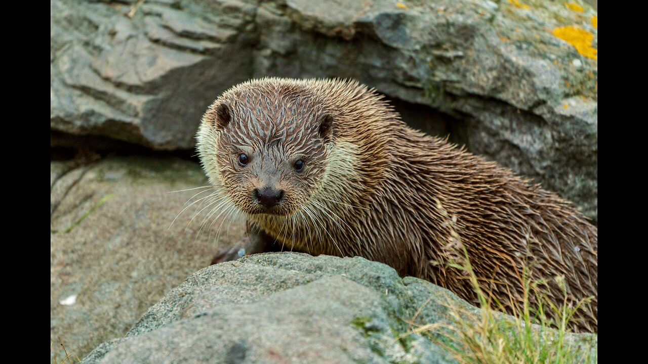 13 Scary Moments Wild Animals Attack their Prey