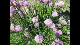 Edible Leaves and Flowers Chive August 2022