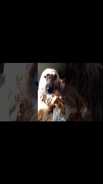 #dogshow, #amimals, #dogs, #shorts