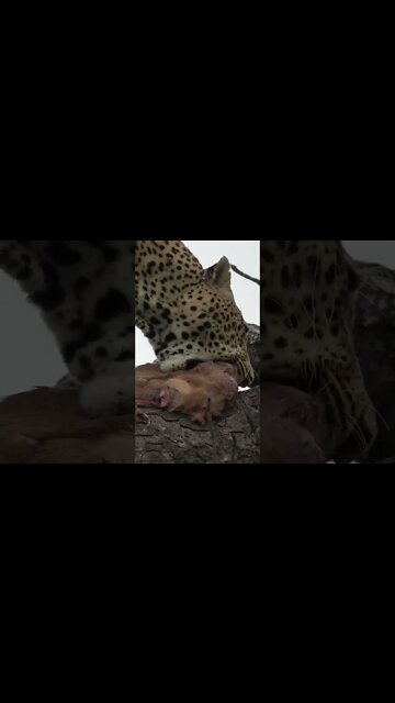 Leopard Rescues His Meal | #shorts #MadeInMzansi