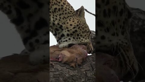 Leopard Rescues His Meal | #shorts #MadeInMzansi