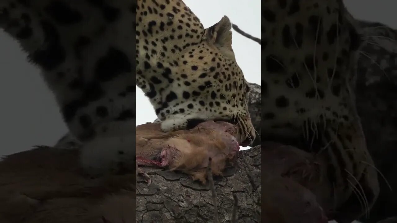 Leopard Rescues His Meal | #shorts #MadeInMzansi