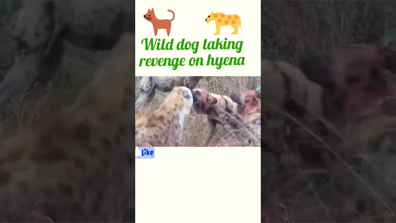 wild dog taking revenge on hyena ©#shorts #youtubeshorts #shortsfeed