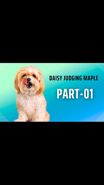 Daisy judging Maple Part-01