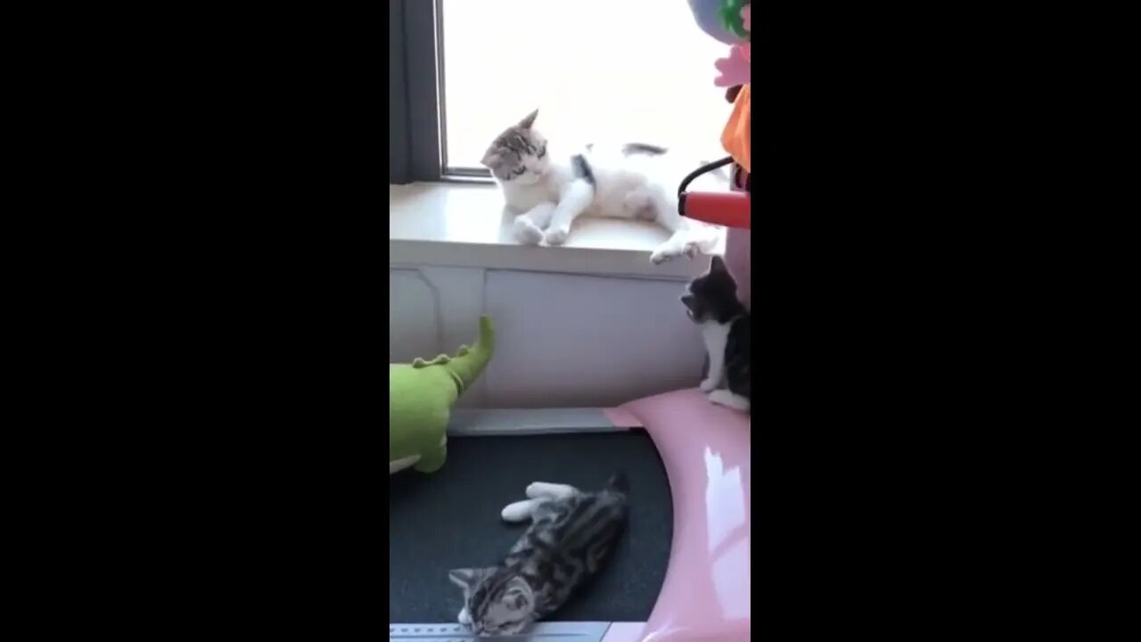 😸 Top Cat Comedy 🐱 | Funny & Adorable Videos 😺 #cat #catshorts #shortsviral