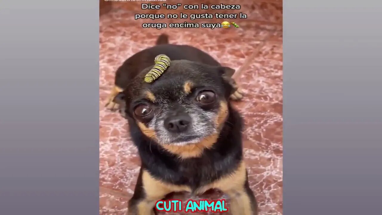 Funny Dog And Cat ππΆπ» Funniest Animals #143 1