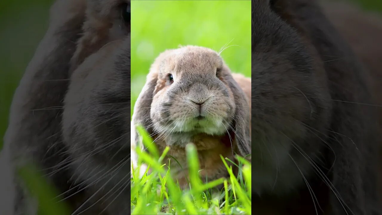 Floppy Eared Bunny #shorts #short