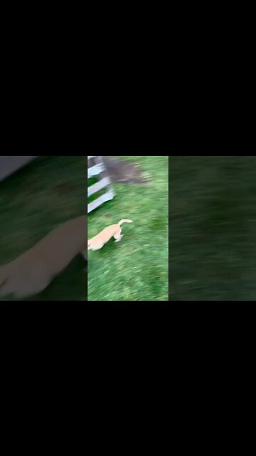 Superdash #chihuahuababy #chihuahuapuppy #chihuahua #chihuahuafanatics #funnypuppyvideo #funnydogs