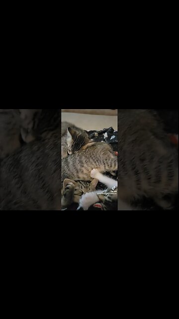 Sleeping Kittens everywhere