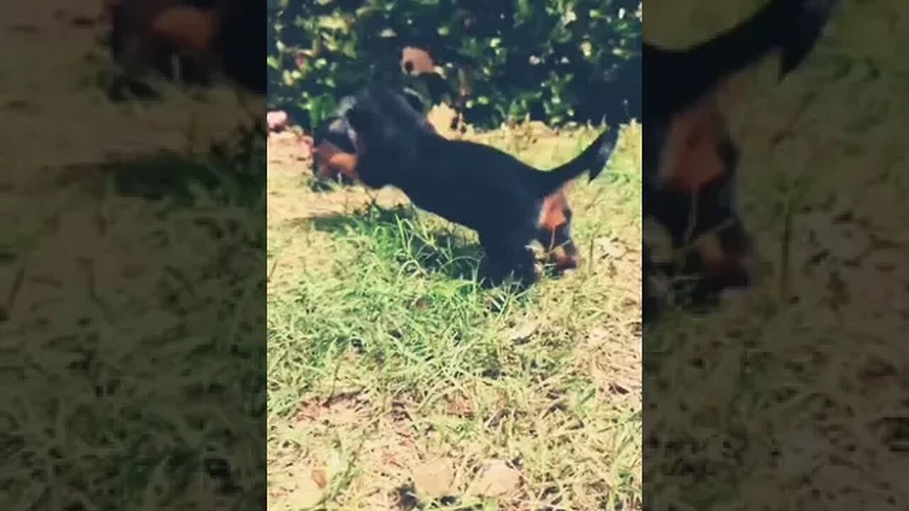 This Cute puppy Video is Going Viral!!! 🤯🤯🤯 #shorts