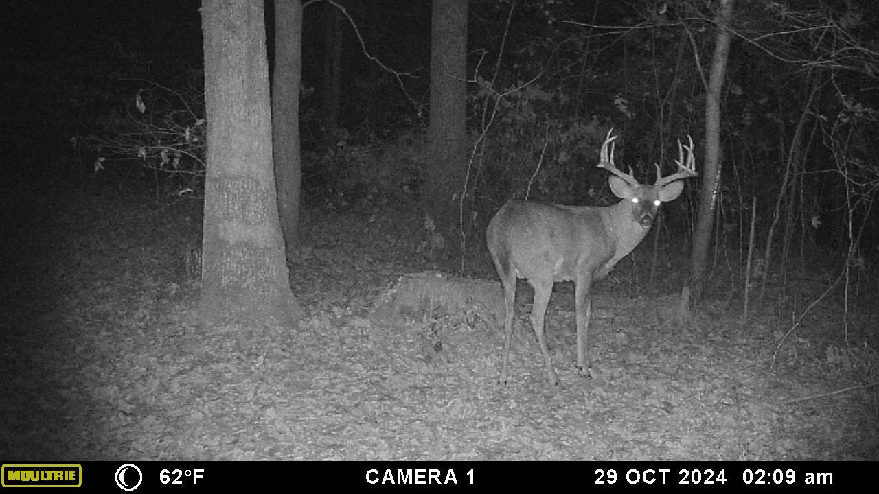 Nice little buck