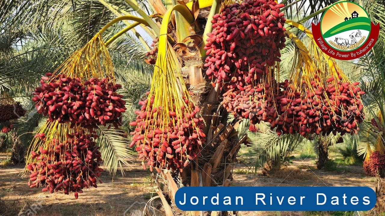 জর্ডান নদীর তীরে গোড়ে ওঠা খেজুরের বাগান - Jordan River Dates