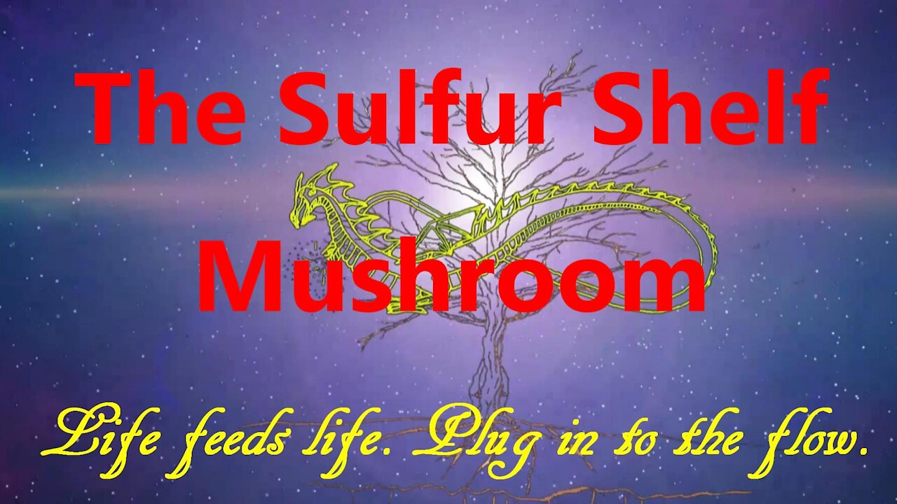 The Sulfur Shelf Mushroom