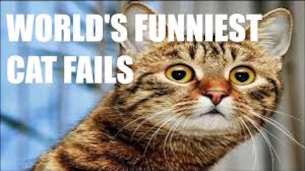 cat comedy time and confused at its won face in bottle #viral #trending #rumble