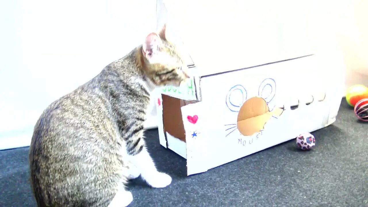 Kitten Rudolph Is Inspecting His House