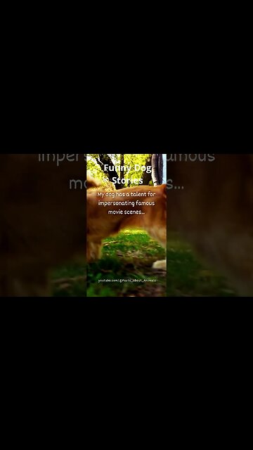 Hilarious Dog Moments: Laughter Guaranteed! 28