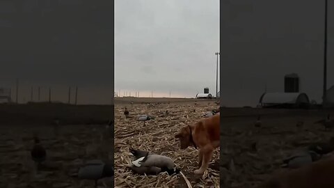 Golden Retriever Retrieving a LARGE Goose! #honkers #shorts #goldenretriever