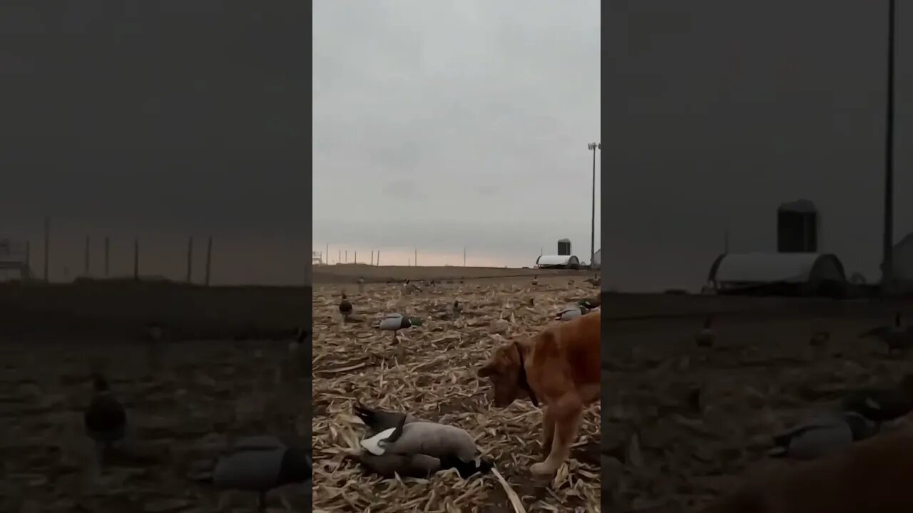 Golden Retriever Retrieving a LARGE Goose! #honkers #shorts #goldenretriever