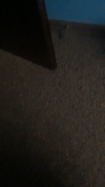 Donkey impression cringey fail