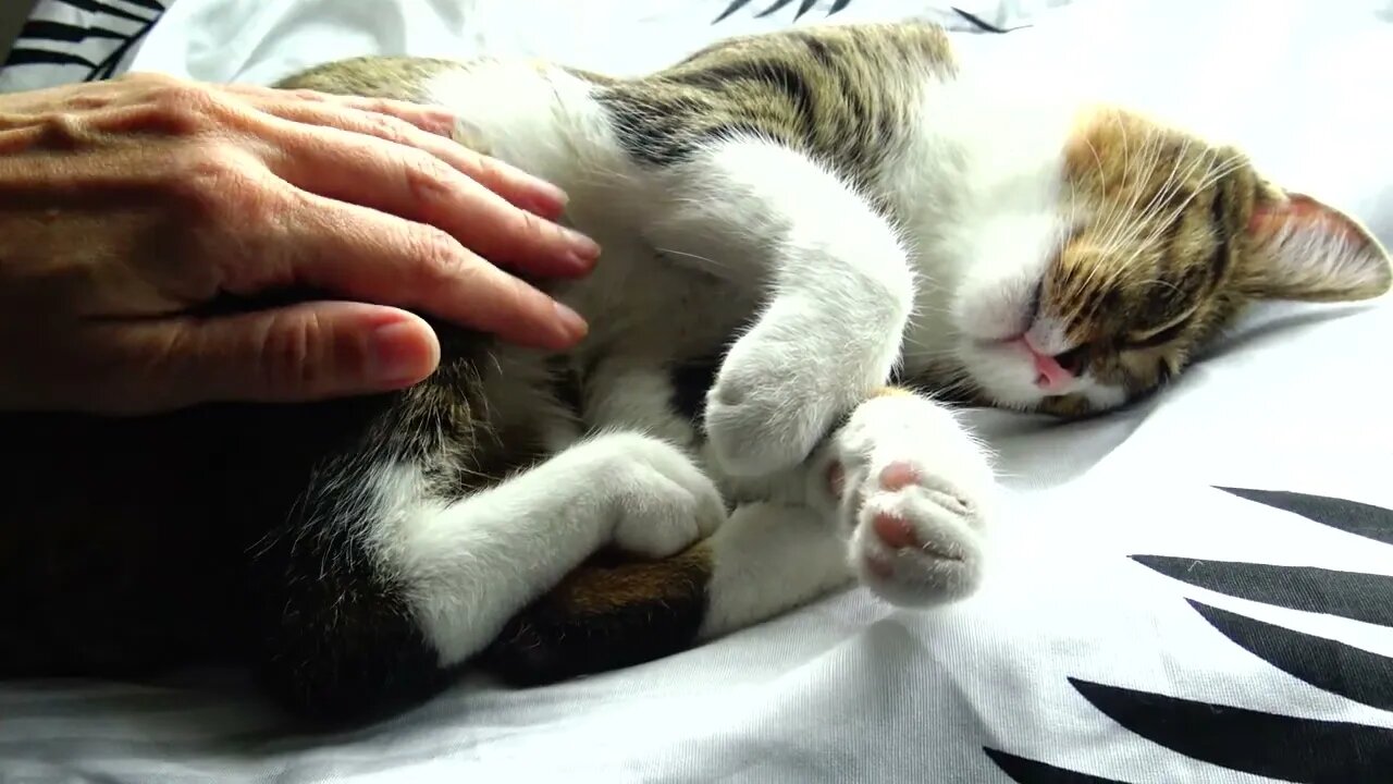 Sweet Kitten Sleeps Tight on His Head