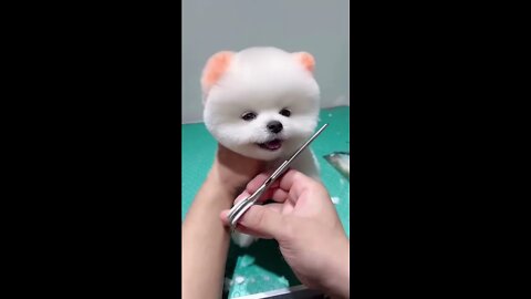 cute & funny dog -tik tok funny dog