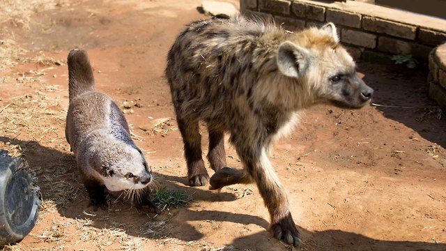 Cute Otter Is Best Friends With Lions And Hyenas