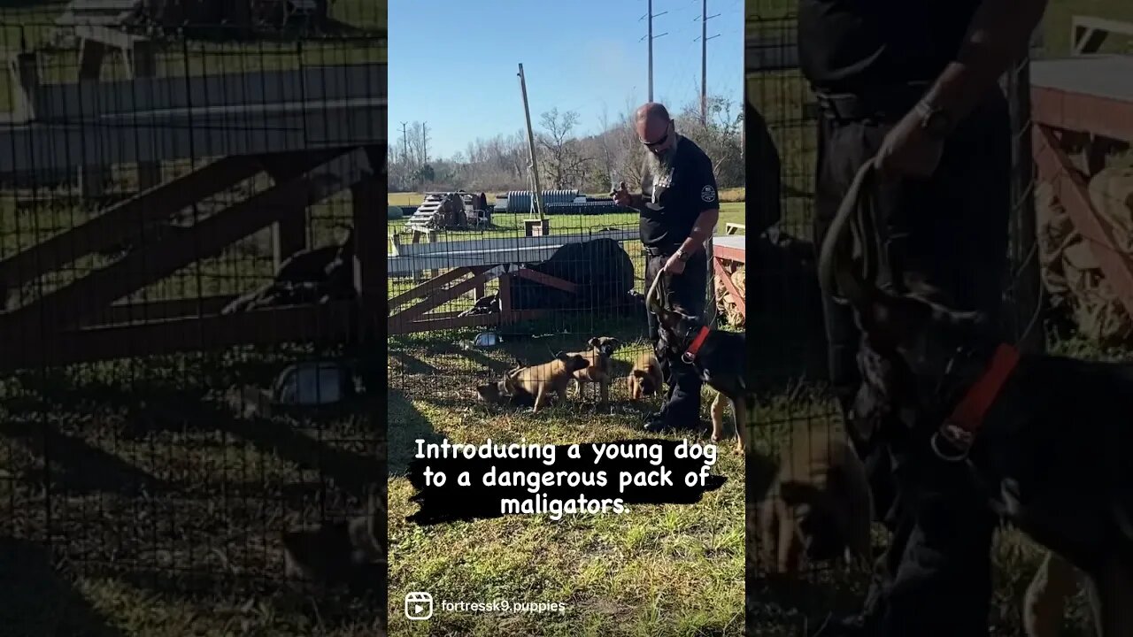 Introducing a young dog to puppies