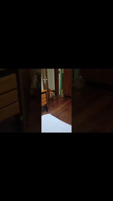 #dogshow, #amimals, #dogs, #shorts