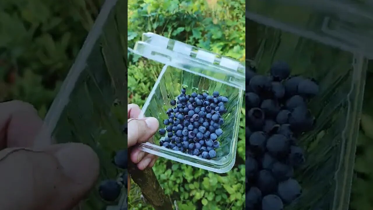 Wild Blueberry Harvest 2022 #harvest #wild #blueberry