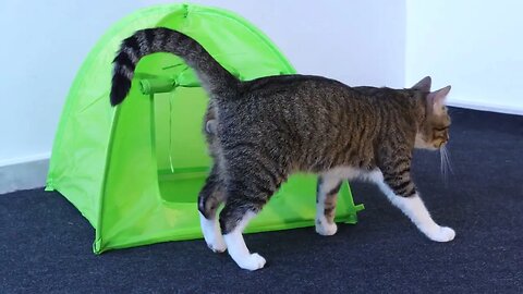 Cat Gets a New Tent as a Present