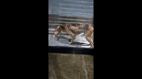 poor dog rich cat