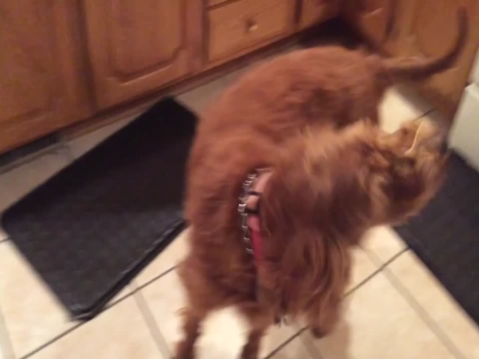 This Pup Just Wants his Spaghetti – Too Funny!