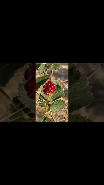 Bubba and summer love in the garden @summerjennfarmstead 💕 #gardening #dog