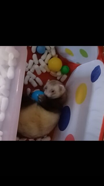 Ferret fun part 1
