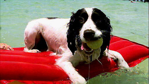 Boynton Beach wants feedback on dog beach