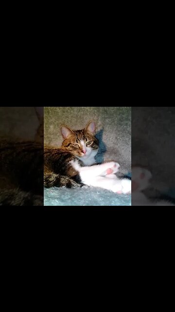 Green Eyed Kitten Falls Asleep #shorts