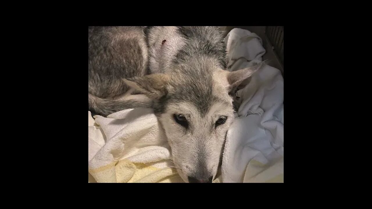 Injured husky pup found in a dump, treated, happy and ready for adoption