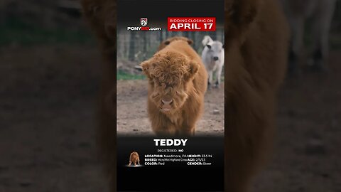 🆃🅴🅳🅳🆈 - Adorable, lovable, and sweet only begins to describe this micro/mini highland cross steer.