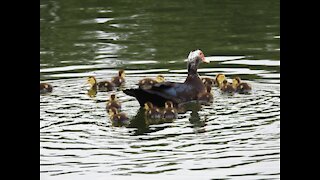 Muscovy Mom & Babies