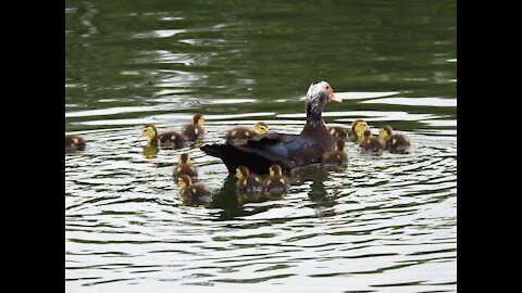 Muscovy Mom & Babies