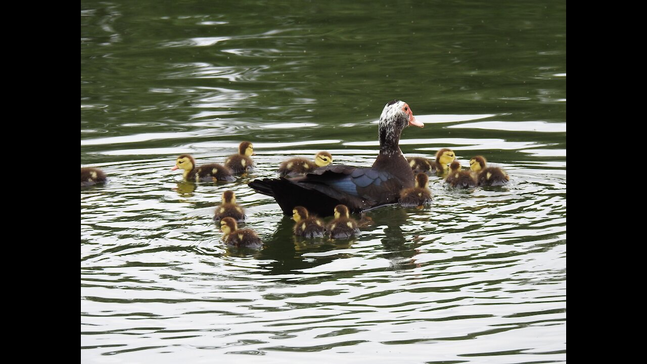 Muscovy Mom & Babies