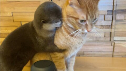 What is it like to own a cat and an otter