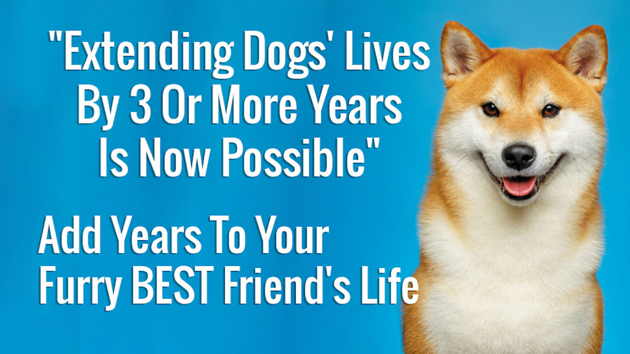 💘 About shiba dogs you didn't know - more years for your best friend